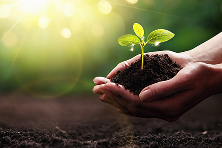 En planta i jord som hålls av händer för att symbolisera miljömedvetenhet.